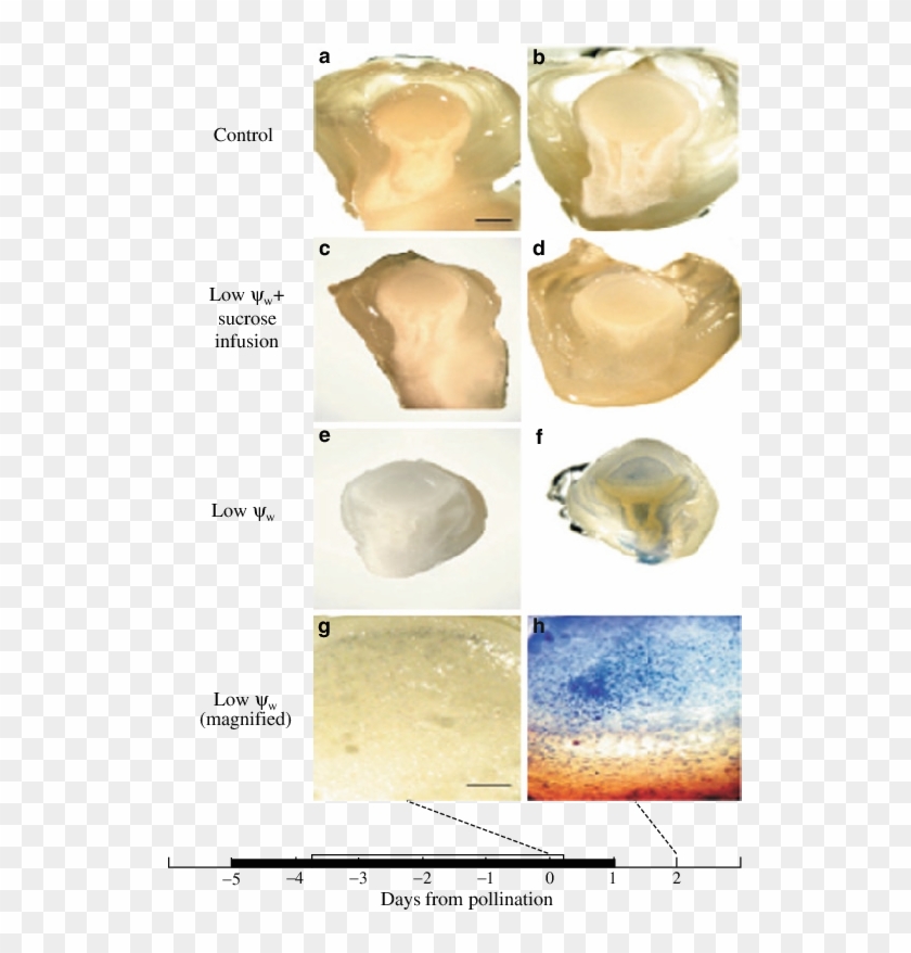 Evans Blue Staining Of Maize Ovaries When Low Water - Art Clipart #5226622
