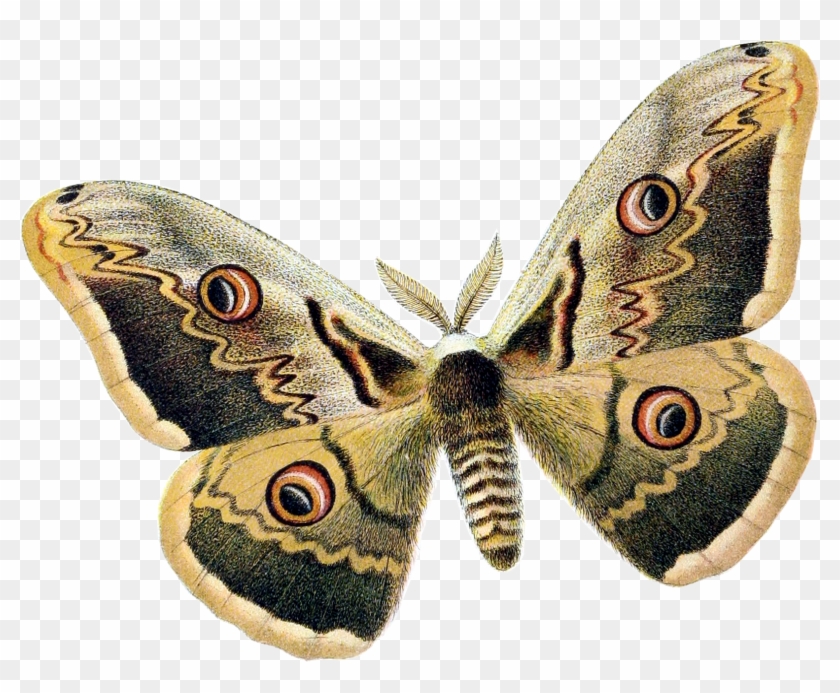 Saturnia Pyri Clipart