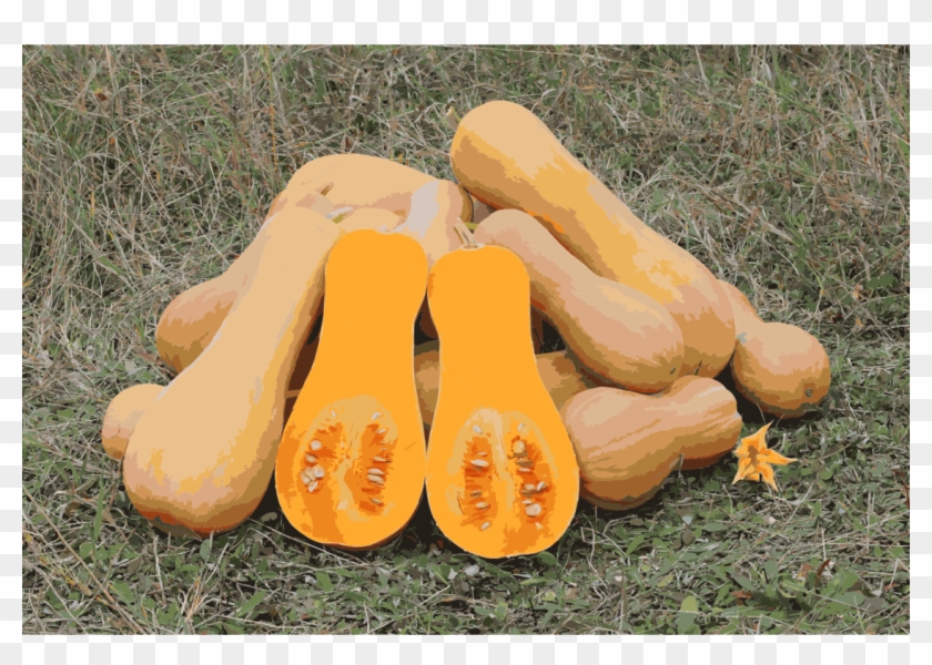 Butternut Squash Field Pumpkin Vegetable Food - Butternut Squash In Nigeria Clipart