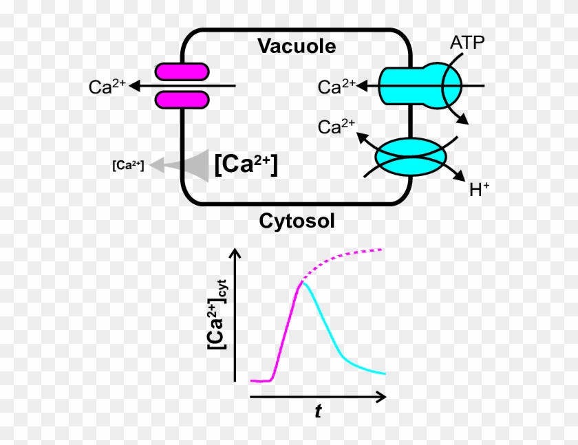 How The Vacuole May Shape Transient Changes In Cytosolic - Ca2+ Gradient Clipart #5227611
