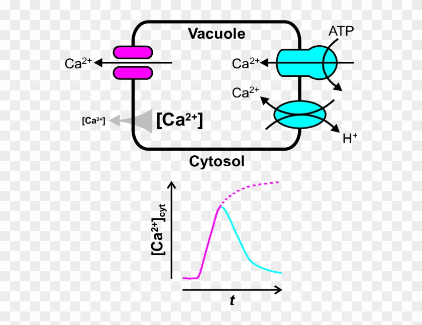 How The Vacuole May Shape Transient Changes In Cytosolic - Ca2+ Gradient Clipart