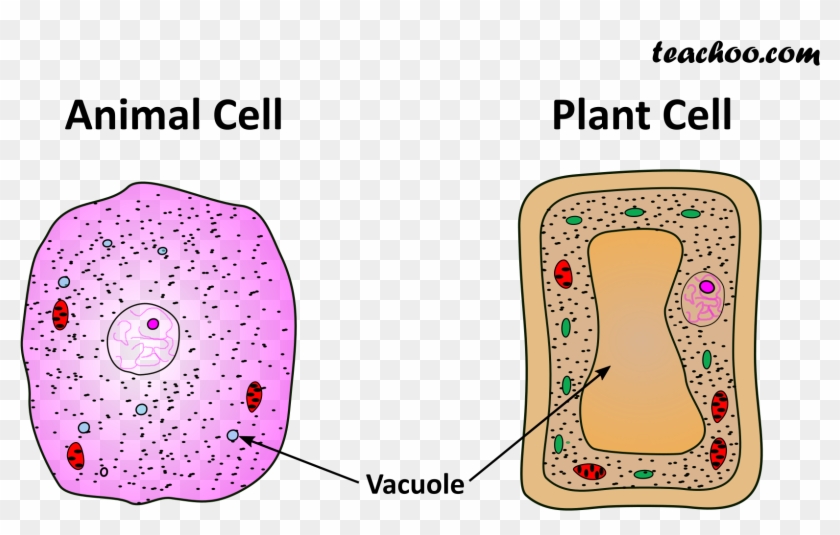 Both Plant And Animal Cell - Cam Photosynthesis Clipart