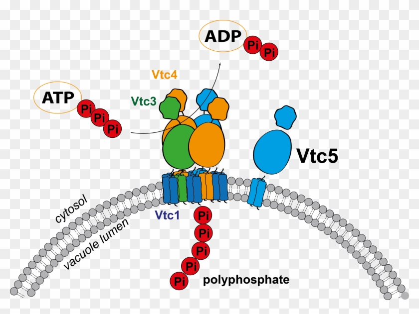 I Recently Identified A Novel Subunit Of The Vtc Complex - Yeast Vtc Complex Clipart #5228093