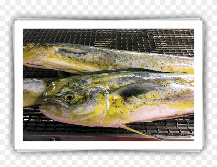 Mahi Mahi For Wholesale - Bass Clipart