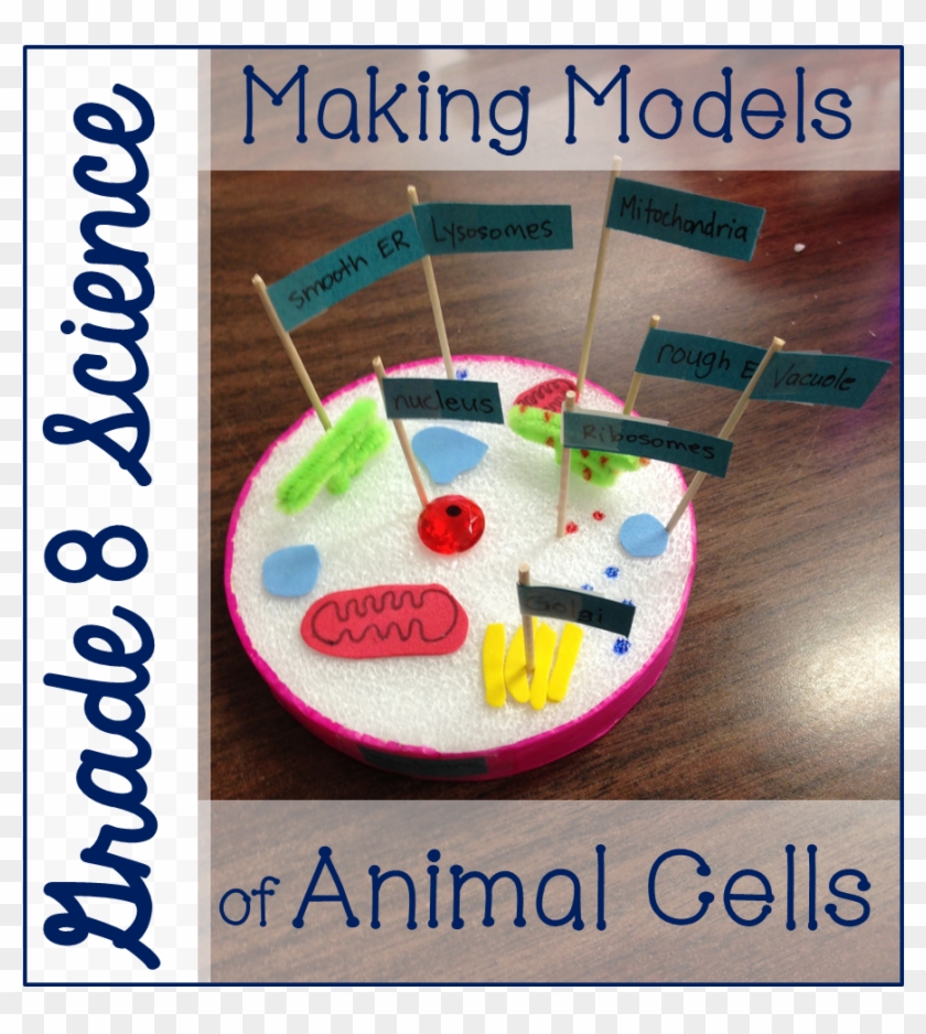 Grade 8 Animal Cell Models - Parallel Clipart