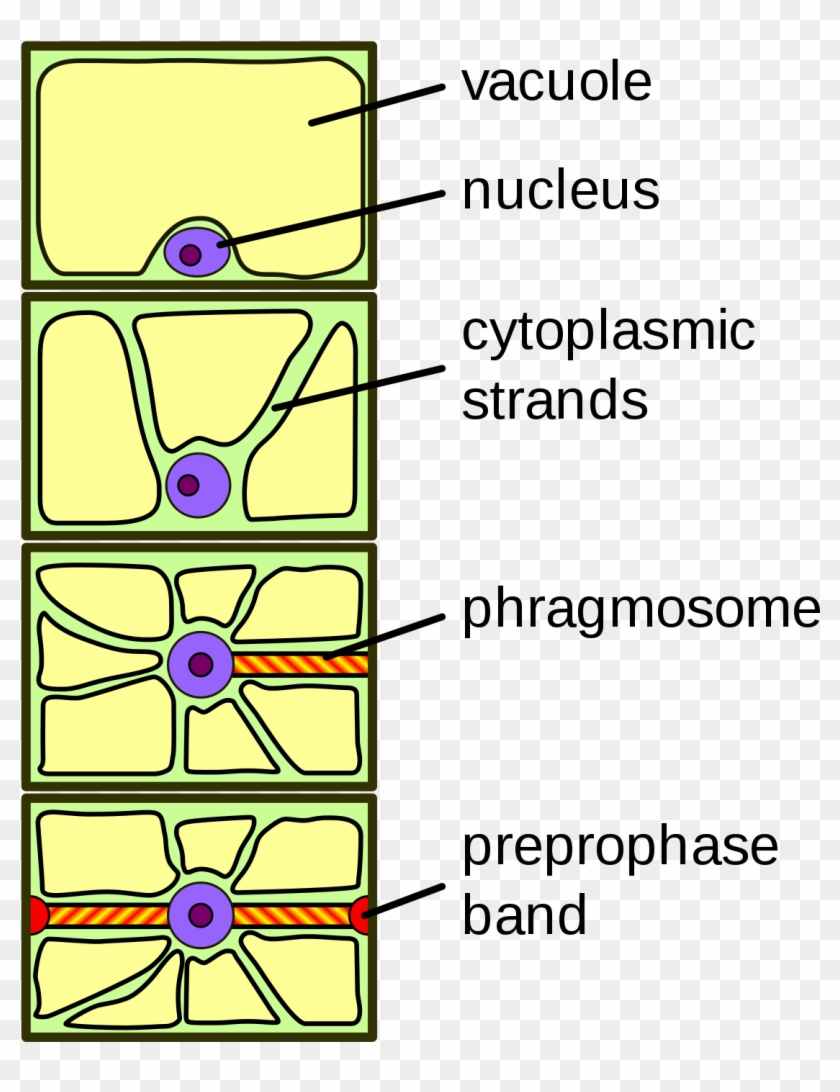 Cytoplasmic Strand Plant Cell Clipart