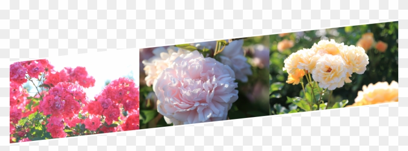 The Rose Garden - Common Peony Clipart #5228472