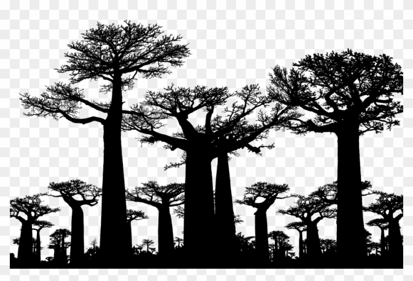 Forest Trees Silhouette Baobab Africa Tree - Avenue Of The Baobabs Clipart