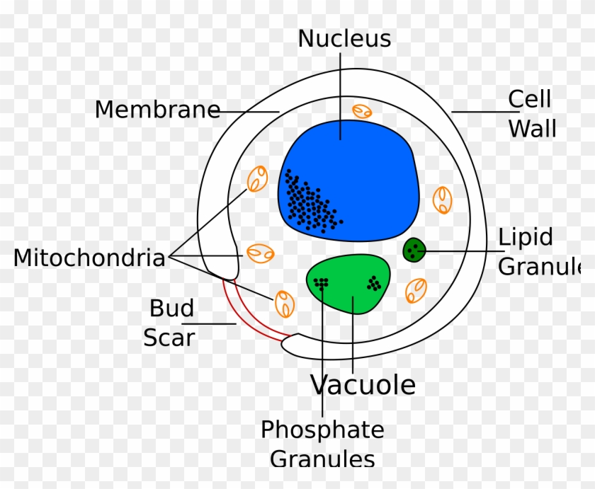 Vector Transparent Stock Cells Drawing Sketch - Labelled Diagram Of A Yeast Cell Clipart #5228549