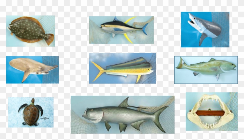 Picture - Giant Mako Shark Clipart