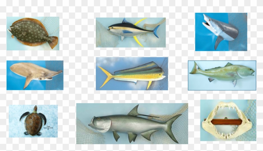 Picture - Giant Mako Shark Clipart #5228647