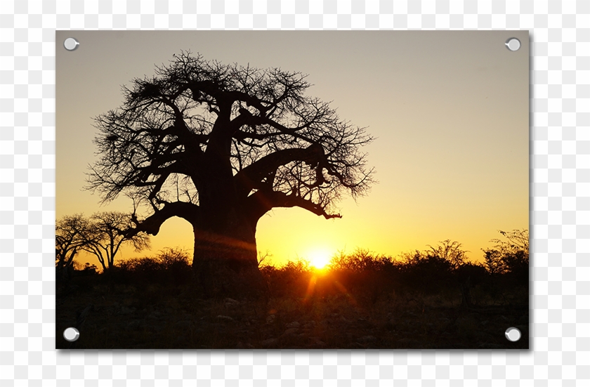 Baobab Trees - Tree In Bubble Sunset Clipart
