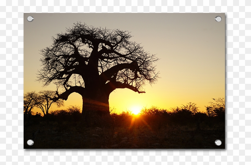 Baobab Trees - Tree In Bubble Sunset Clipart #5228657