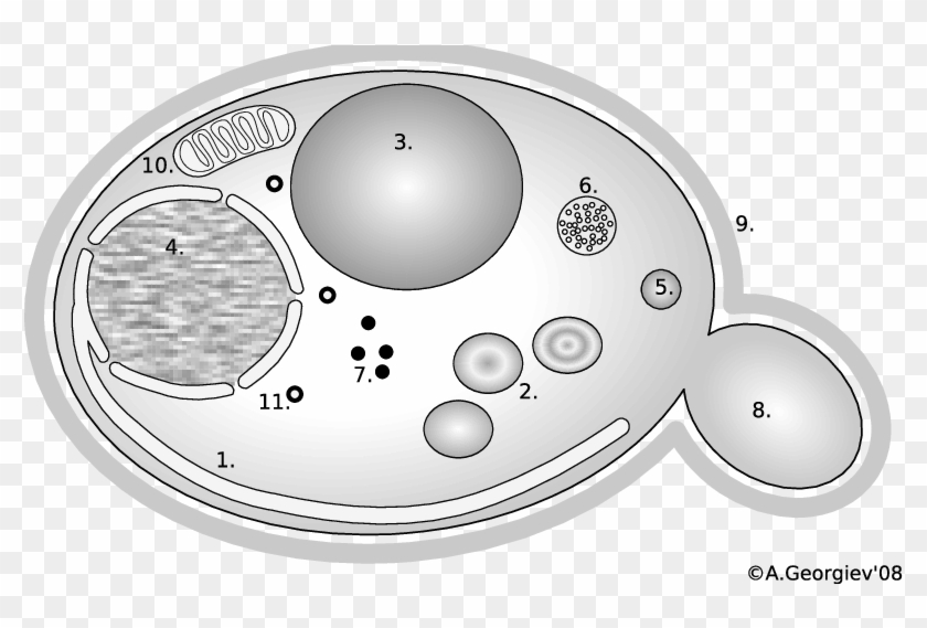 Er, - Diagram Yeast Cell Clipart #5228849