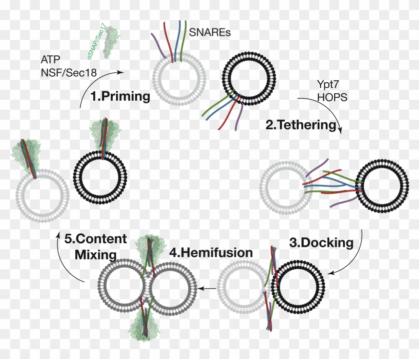 When Considering The In Vitro Fusion Reaction, The - Sophia-shree B.k.somani Polytechnic Clipart #5229024