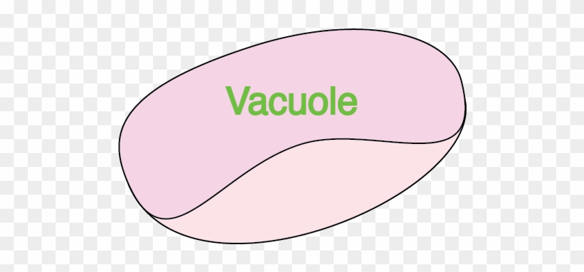 Host Localization, Bacterial Localization - Grape Clipart #5229269