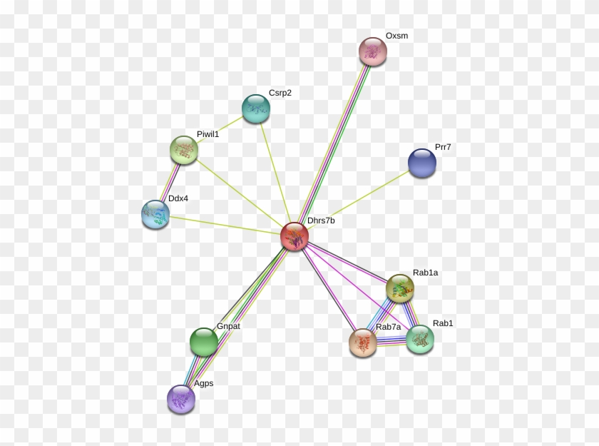 Circle Clipart #5229558