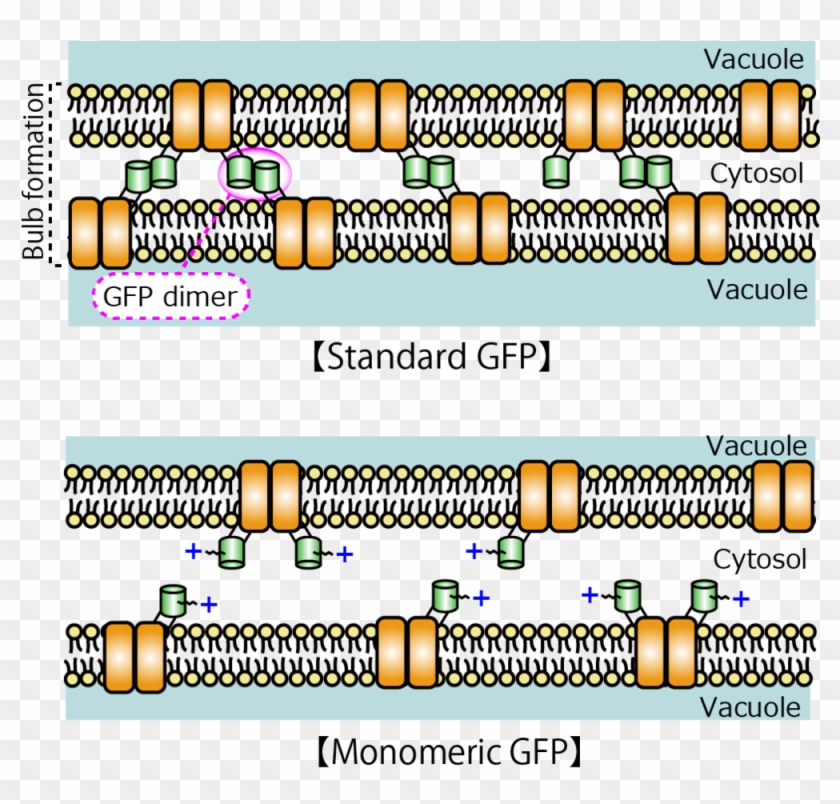 The Schematic Diagram Of Bulb Formation By Adhesion - Pumpkin Clipart #5229583