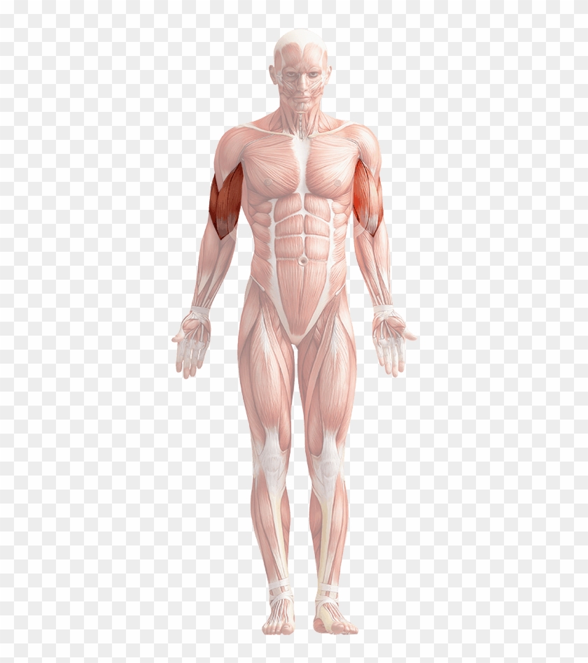 Biceps - Human Body Png Transparent Clipart #5229794