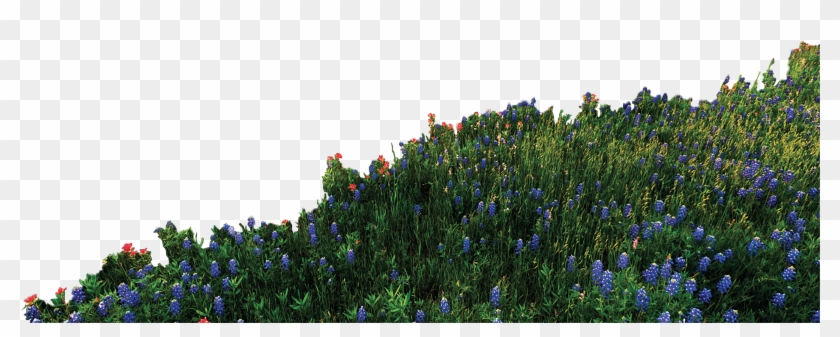 Bluebonnet , Png Download - Transparent Bluebonnet Clipart