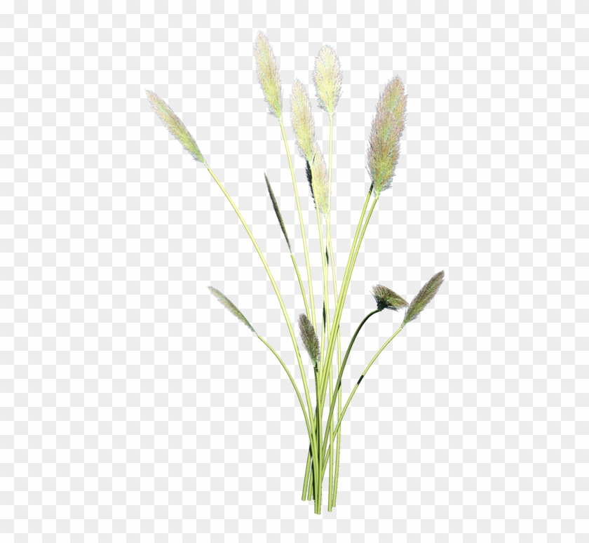 The Reed Is Its Own Plant, They Come From Long Stalks - Grass Clipart #5231210