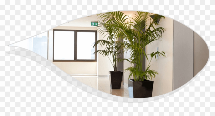 Best Indoor Plants For Office - Best Indoor Office Plants Clipart