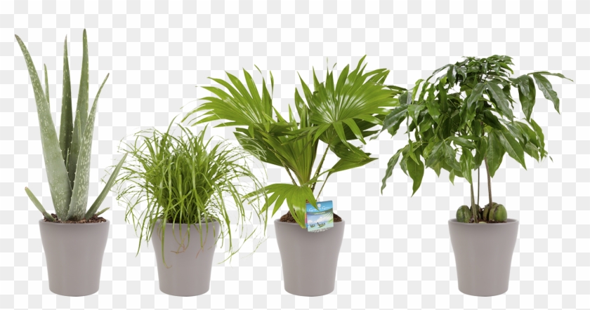 Indoor Plant Lady Palm - Bambino Pflanze Clipart