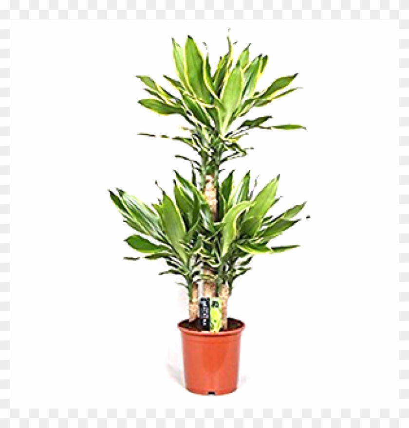Dracaena Golden Coast - Houseplant Clipart #5231674