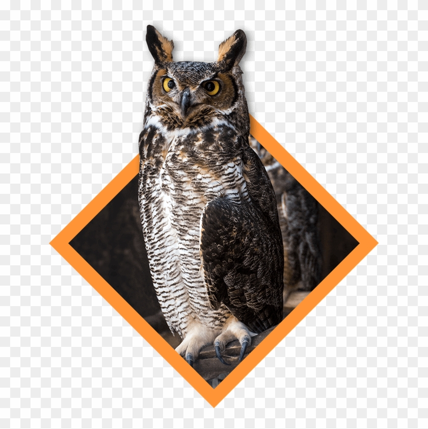 Wings Over The Rockies Festival - Great Horned Owl Clipart