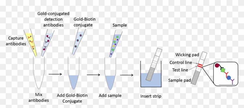 Universal Lateral Flow Assay Kit - Lateral Flow Assay Kit Clipart