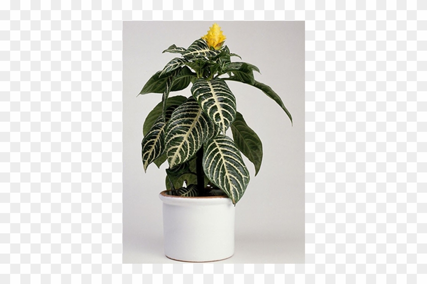 Indoor Plants - Zebra-plant Clipart #5231799