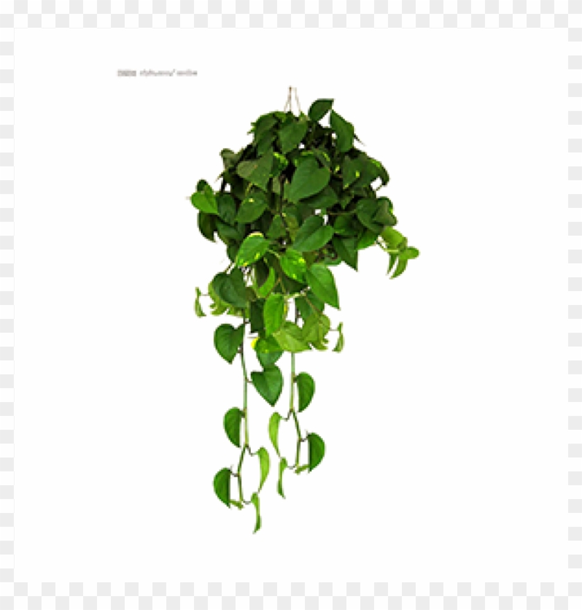 Scindapsus Aureus-white - Pothos Rare Clipart