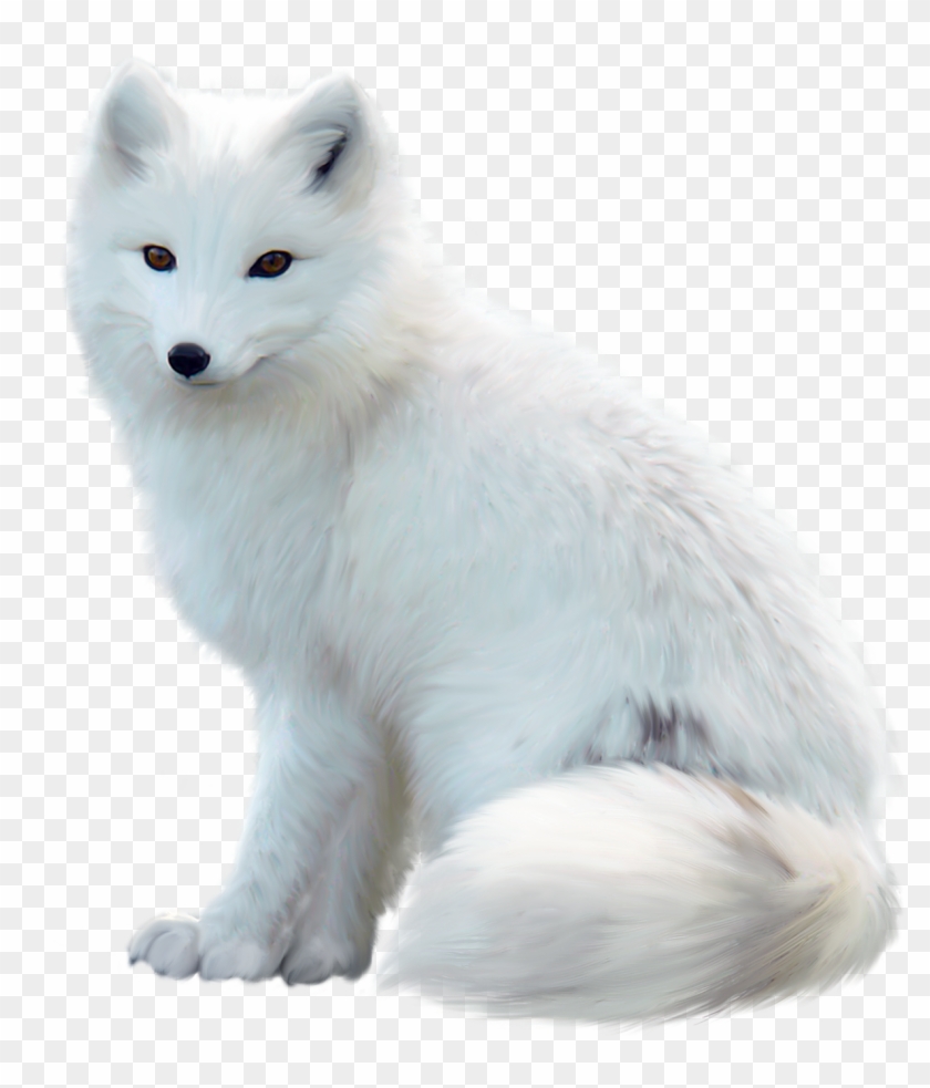 White Fox Png Pic - White Fox Png Clipart