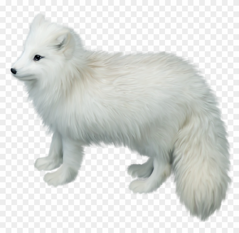 Arctic Fox Png Picture - Arctic Fox White Background Clipart