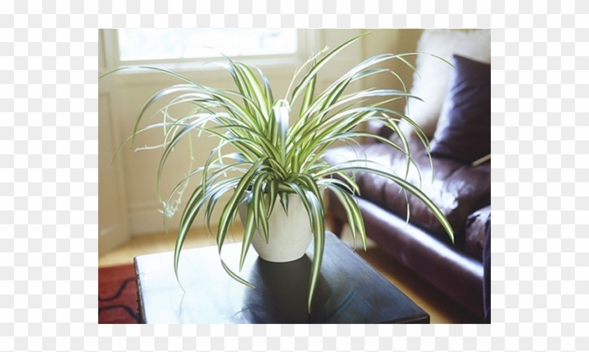 Indoor Plants - Living Room Indoor Plants Clipart #5232032