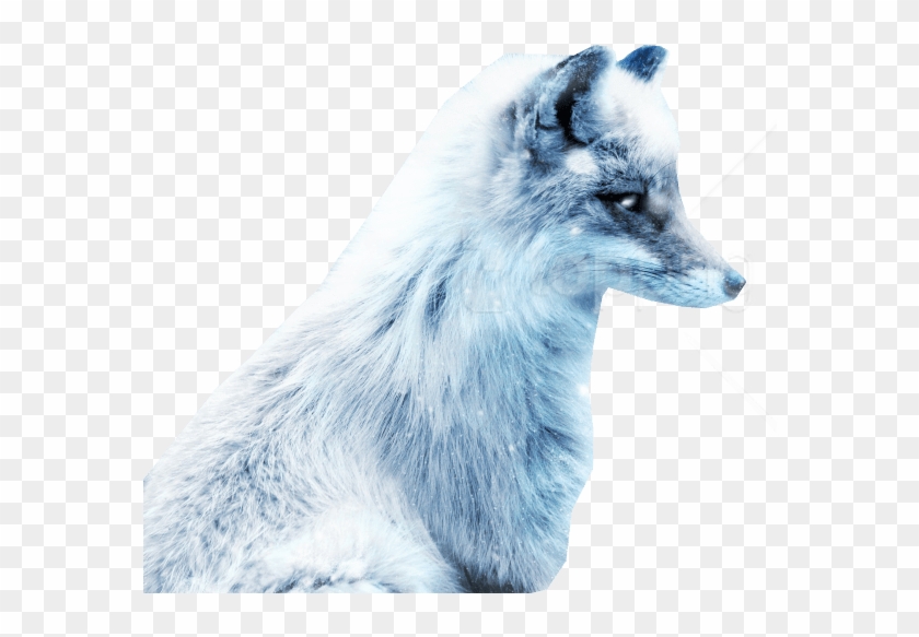 Free Png Arctic Snow Fox Png Images Transparent - Snow Fox Clipart