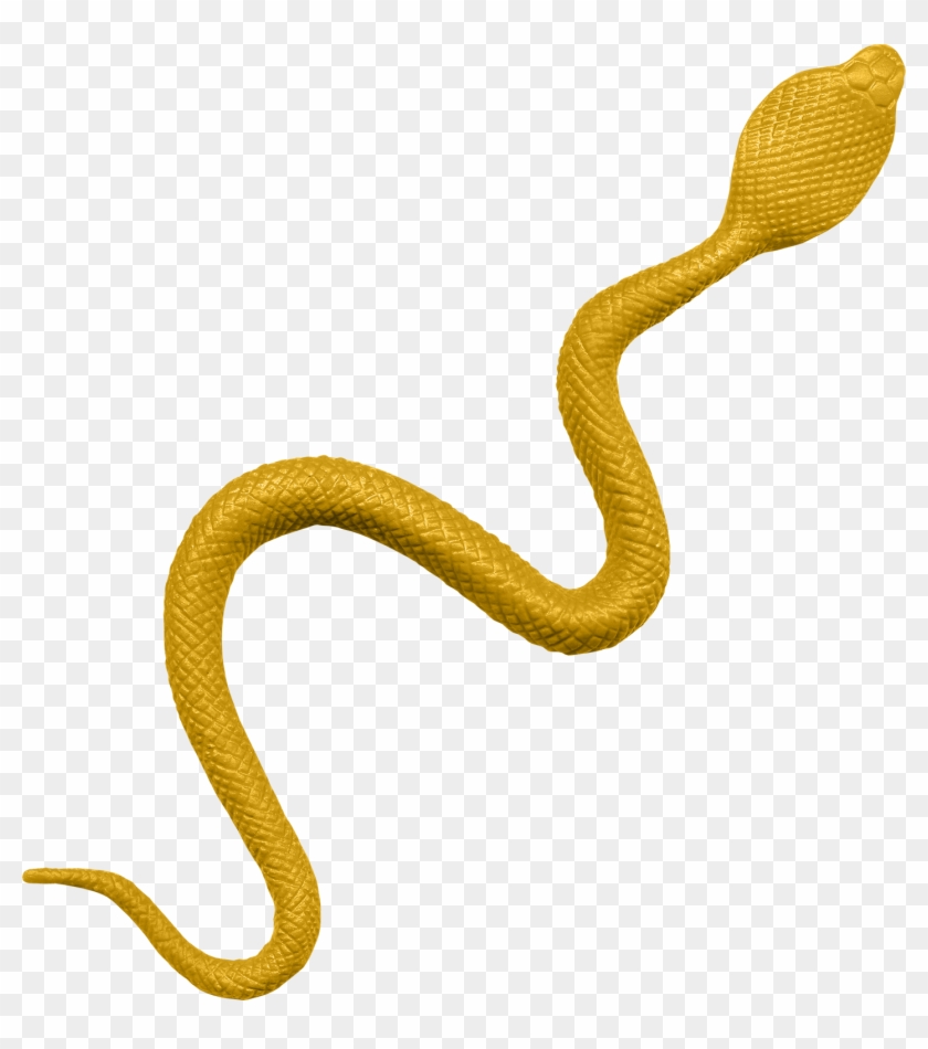 Sketch Snake U C B Coral Reef - Coral Reef Snake Transparent Clipart