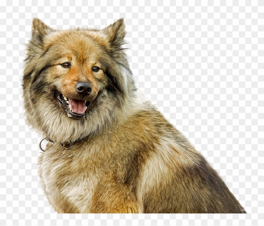 Dog Clipart #5232779