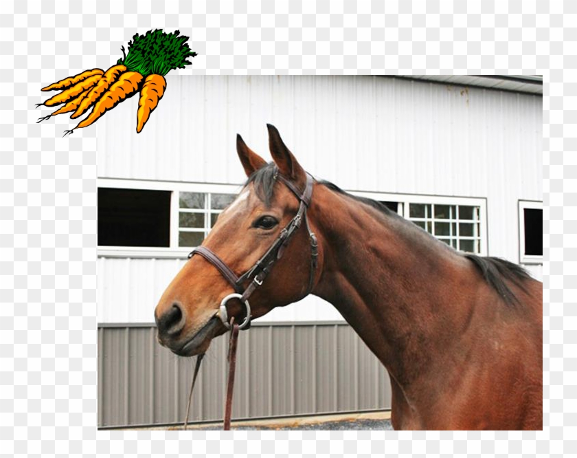 Carrots Clip Art - Png Download #5233063