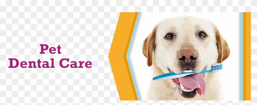 Dog In Graduation Cap Clipart #5233316