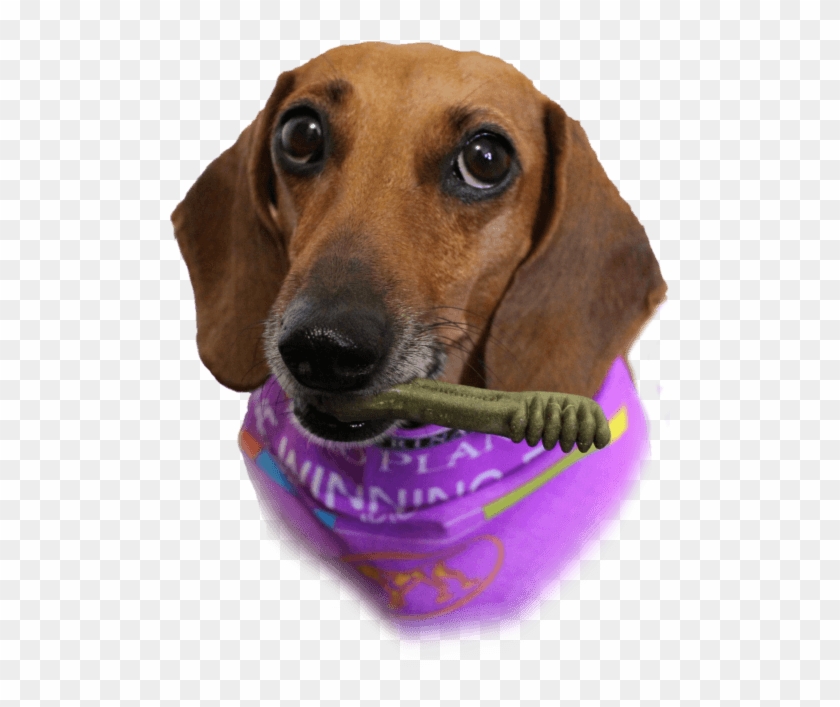 February Was National Pet Dental Month, But Just Because - Dachshund Clipart #5233821