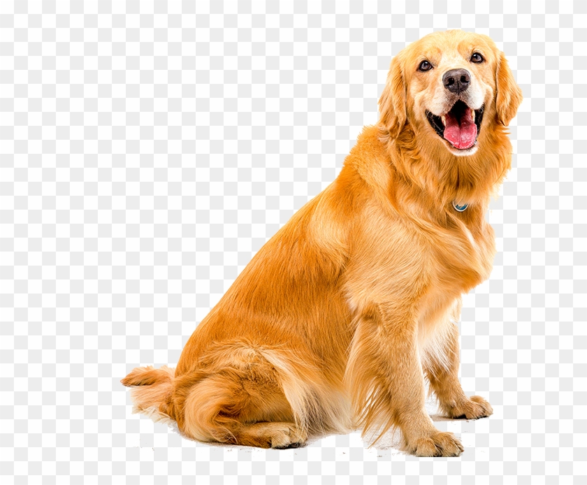 Cats - Golden Retriever Printable White Background Clipart