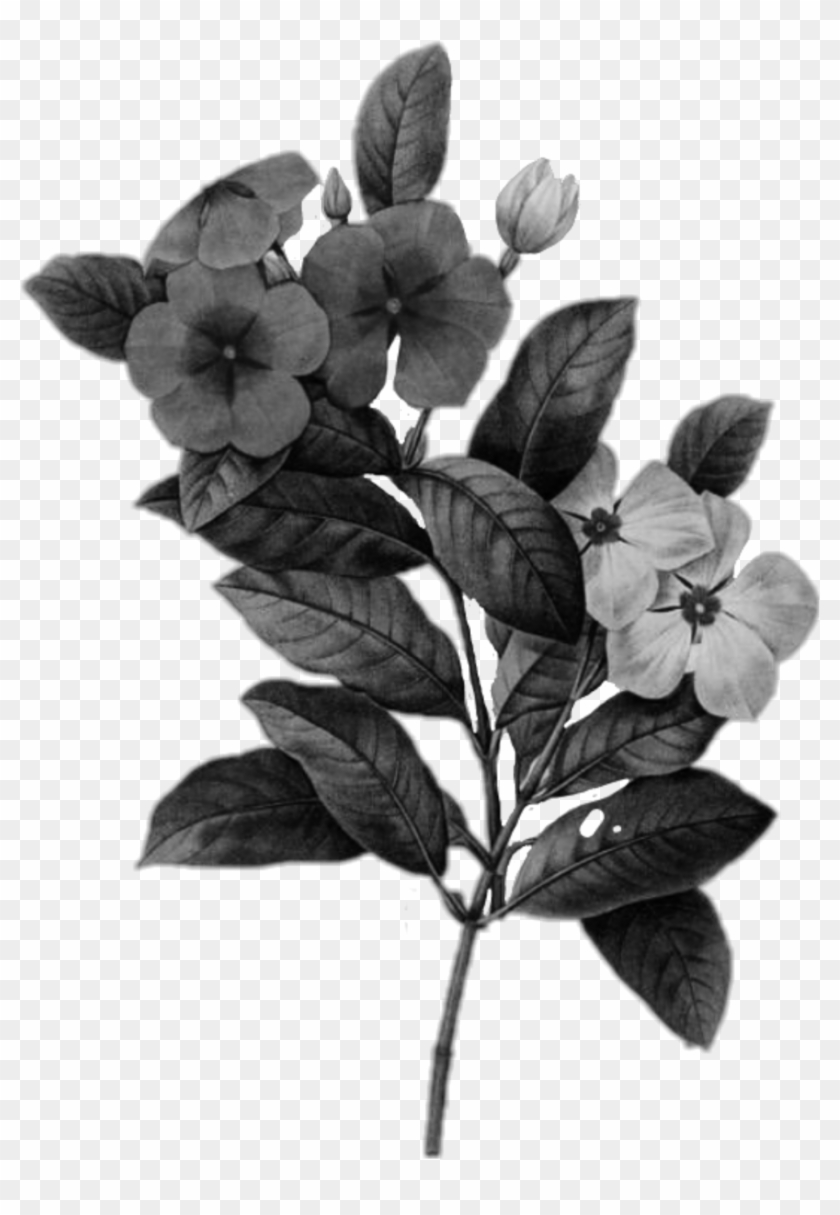 Kpop Flower Flores Black Flowersblack Blackflowers - Flowers Illustrations Png Clipart #5234983