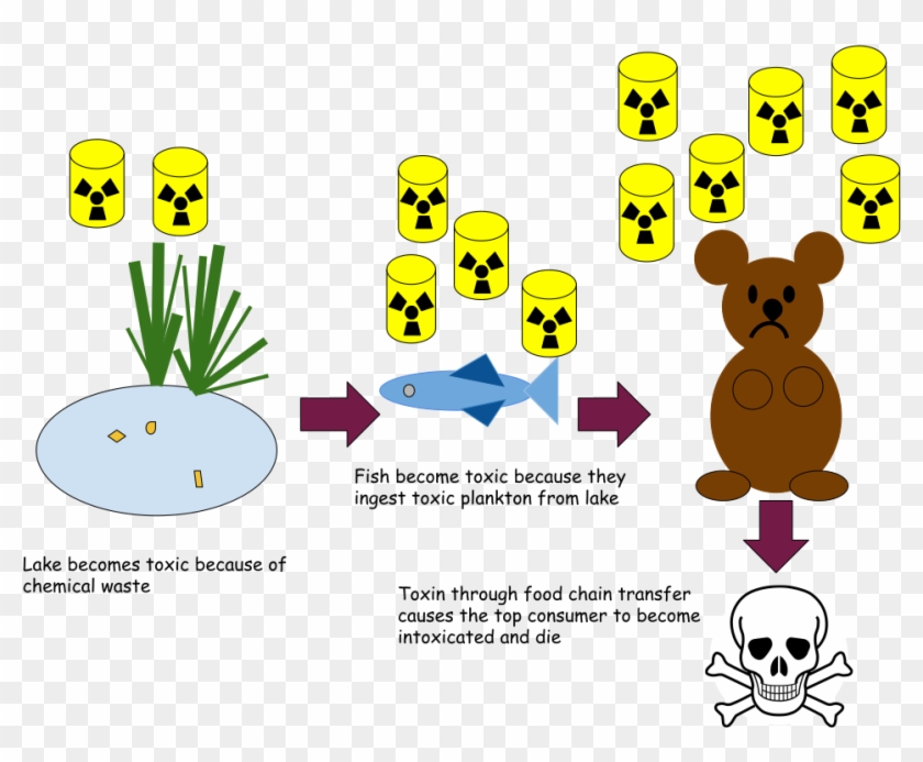 Bio-magnification In A Pond Ecosystem Clipart , Png - Cartoon Transparent Png #5235149