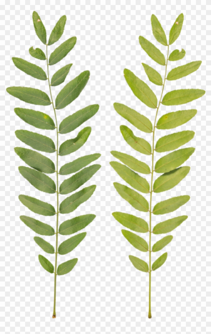 Branch Medium - Fern Clipart #5235375