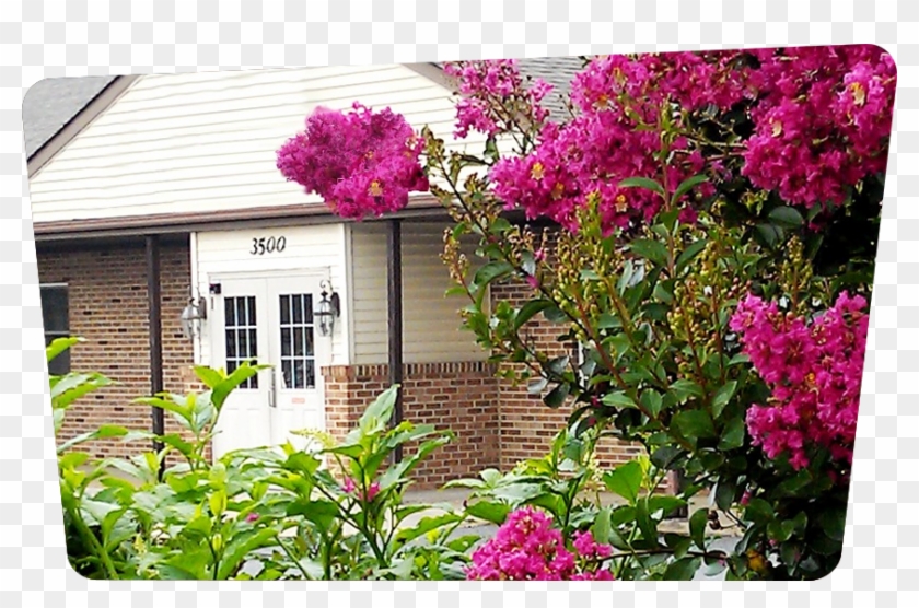 American Head Office - Bougainvillea Clipart