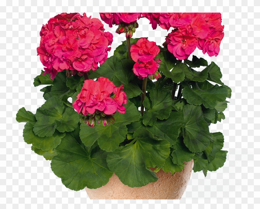 Geranium-1000x700 - Geranium Darko Cherry Clipart