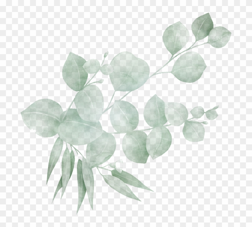 Categories - Acacia Greggii Clipart