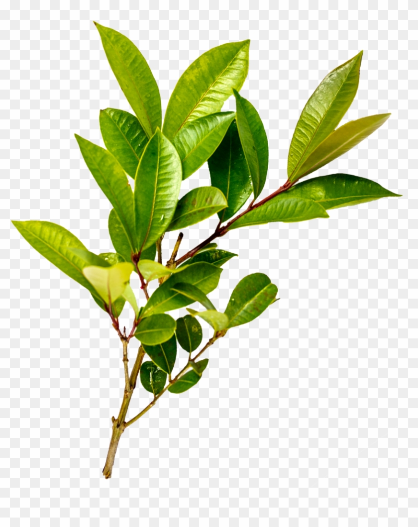 8th & 9th Of September - Riberry Clipart #5235888