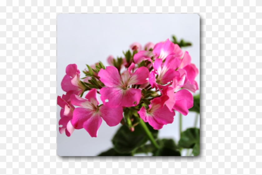 Peruvian Lily Clipart